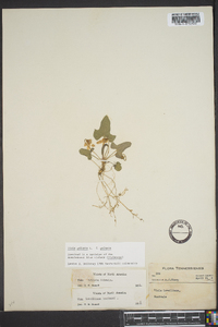 Viola palmata image