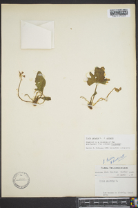 Viola palmata image