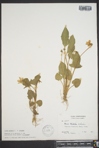 Viola palmata image