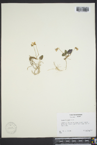 Viola palmata image