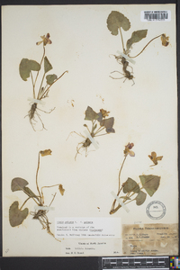 Viola palmata image