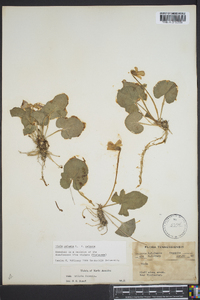 Viola palmata image