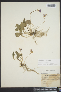 Viola palmata image