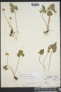 Viola palmata image