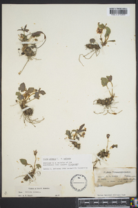 Viola palmata image