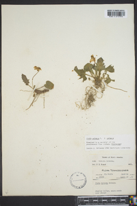 Viola palmata image