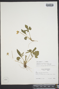 Viola palmata image