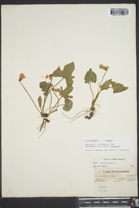 Viola palmata image