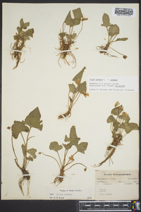 Viola palmata image