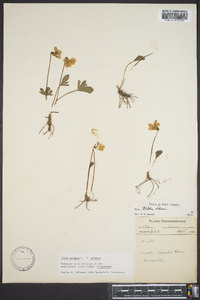 Viola palmata image