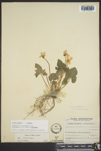 Viola palmata image