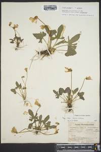 Viola palmata image