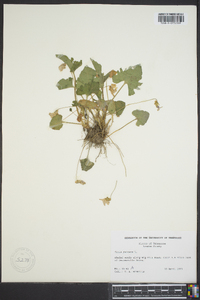 Viola palmata image