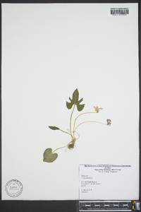 Viola palmata image