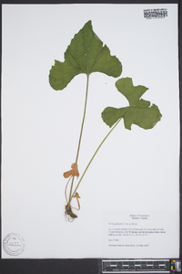 Viola palmata image