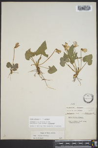 Viola palmata image