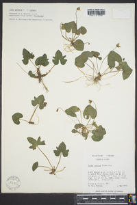 Viola palmata image