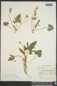 Viola palmata image