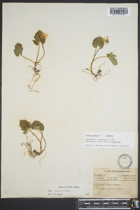 Viola palmata image