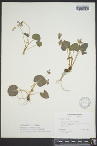 Viola palmata image