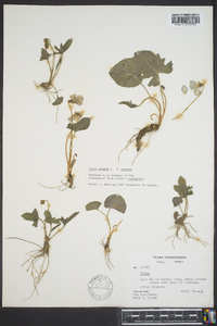 Viola palmata image