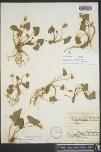 Viola palmata image