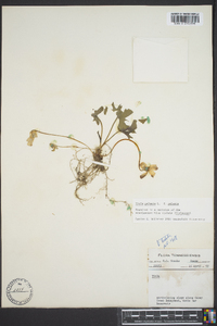 Viola palmata image