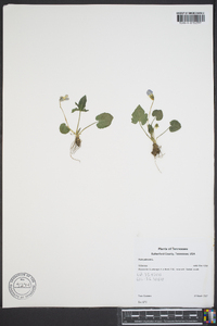 Viola palmata image