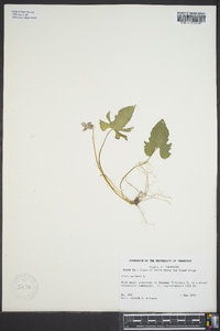 Viola palmata image