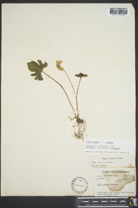 Viola palmata image