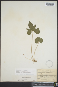 Viola palmata image