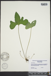 Viola palmata image