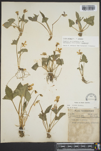 Viola palmata image