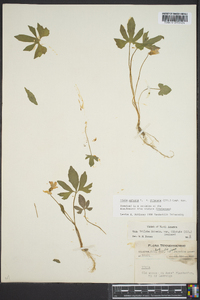 Viola palmata var. dilatata image