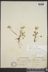 Viola pedata var. pedata image