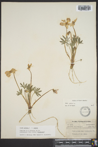 Viola pedata var. pedata image