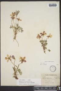 Viola pedata var. pedata image