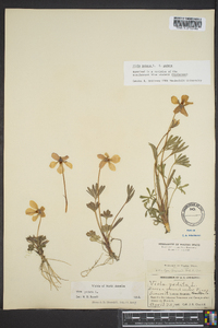 Viola pedata var. pedata image