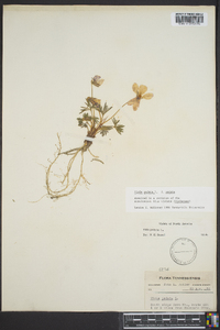 Viola pedata var. pedata image