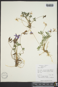 Viola pedata var. pedata image