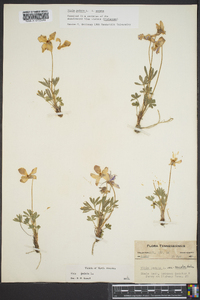 Viola pedata var. pedata image