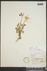 Viola pedata var. pedata image