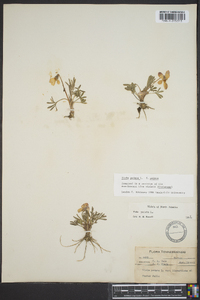 Viola pedata var. pedata image