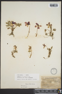 Viola pedata var. pedata image