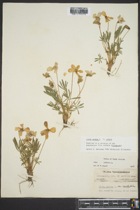 Viola pedata var. pedata image