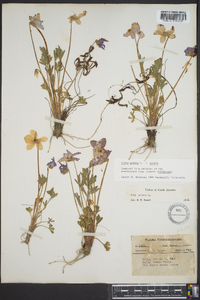 Viola pedata var. pedata image