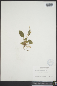 Viola primulifolia image