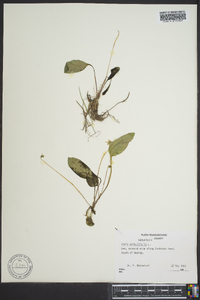 Viola primulifolia image