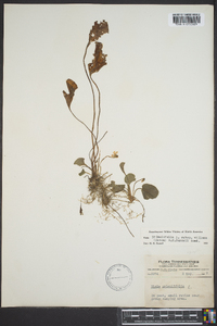 Viola primulifolia image