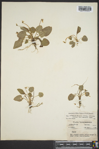 Viola primulifolia image